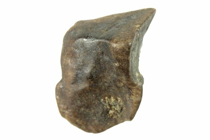 Fossil Ceratopsian Dinosaur Tooth - Judith River Formation #265772